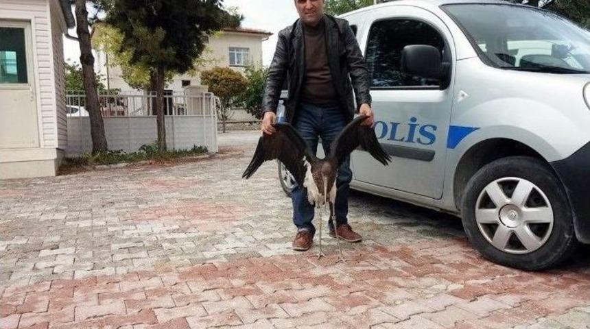Karakola D&uuml;şen Kara Leyleğe Polis Sahip &Ccedil;ıktı