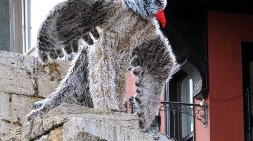 &Ouml;d Kopartan Zehirli Mantar Uyarısı