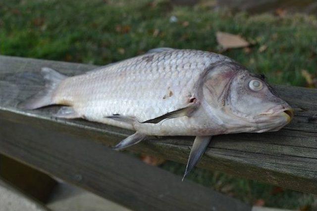 Tekirdağ’da Korkutan Balık Ölümleri