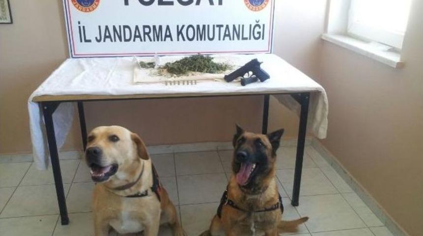 Yozgat Jandarma&rsquo;nın Has İsimli Narkotik K&ouml;peği Uyuşturucuya Ge&ccedil;it Vermiyor