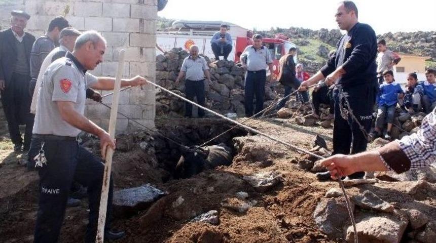 İtfaiye Kanalizasyona D&uuml;şen İneği Kurtarmak İ&ccedil;in Seferber Oldu