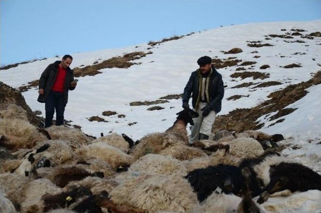 S&uuml;r&uuml; Psikolojisi İle U&ccedil;urumdan Atlayan 230 Koyun Telef Oldu