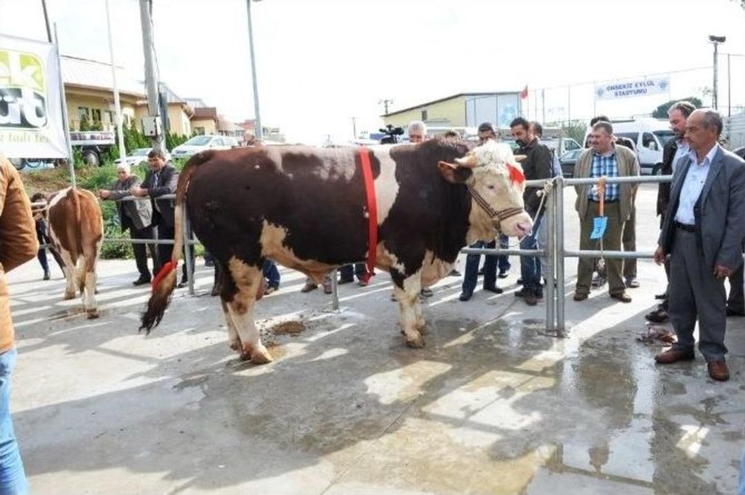 Sığırlar Podyuma &Ccedil;ıktı