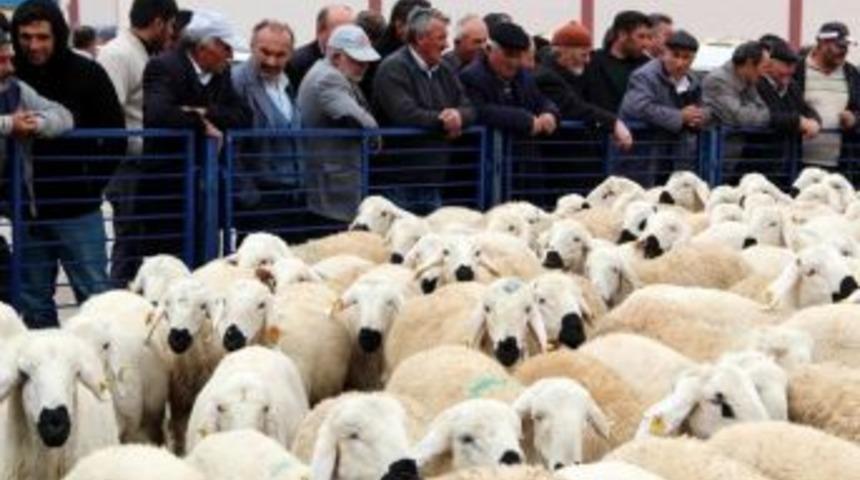 Vali Barut, Damızlık Ko&ccedil; Dağıtım T&ouml;renine Katıldı