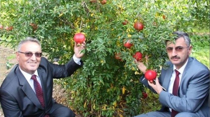 Manisa Nar &Uuml;retiminde 11&rsquo;inci Sırada