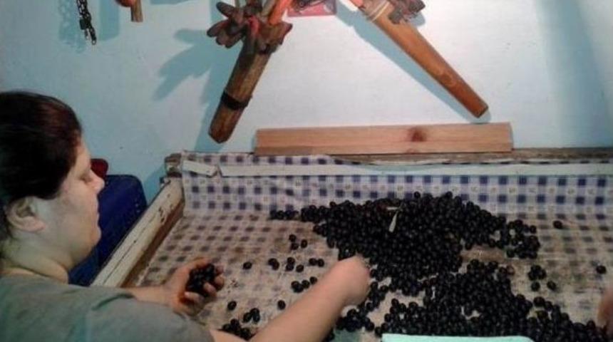 Erdek&rsquo;te Zeytin Alımları Başladı