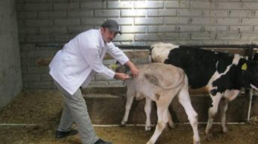 Beyşehir&rsquo;de B&uuml;y&uuml;kbaş Hayvanlara Şap Aşısı