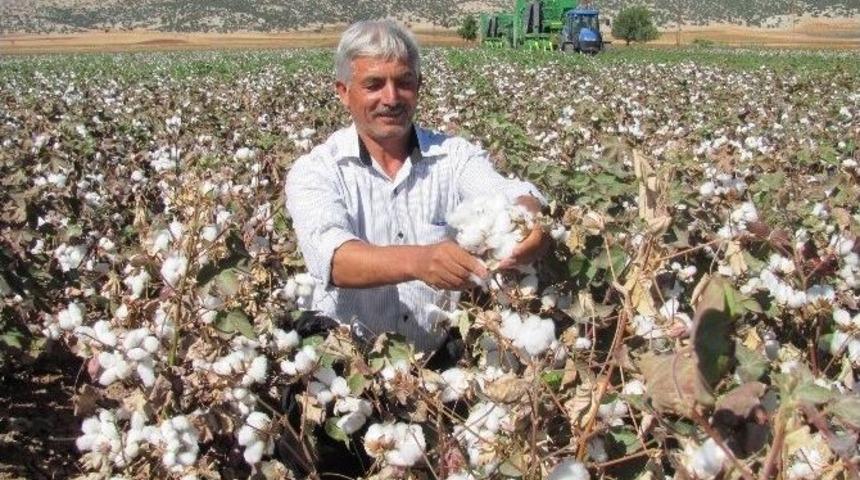 Araban Ovası&rsquo;nda Pamuk Toplama &Uuml;creti Belirlendi