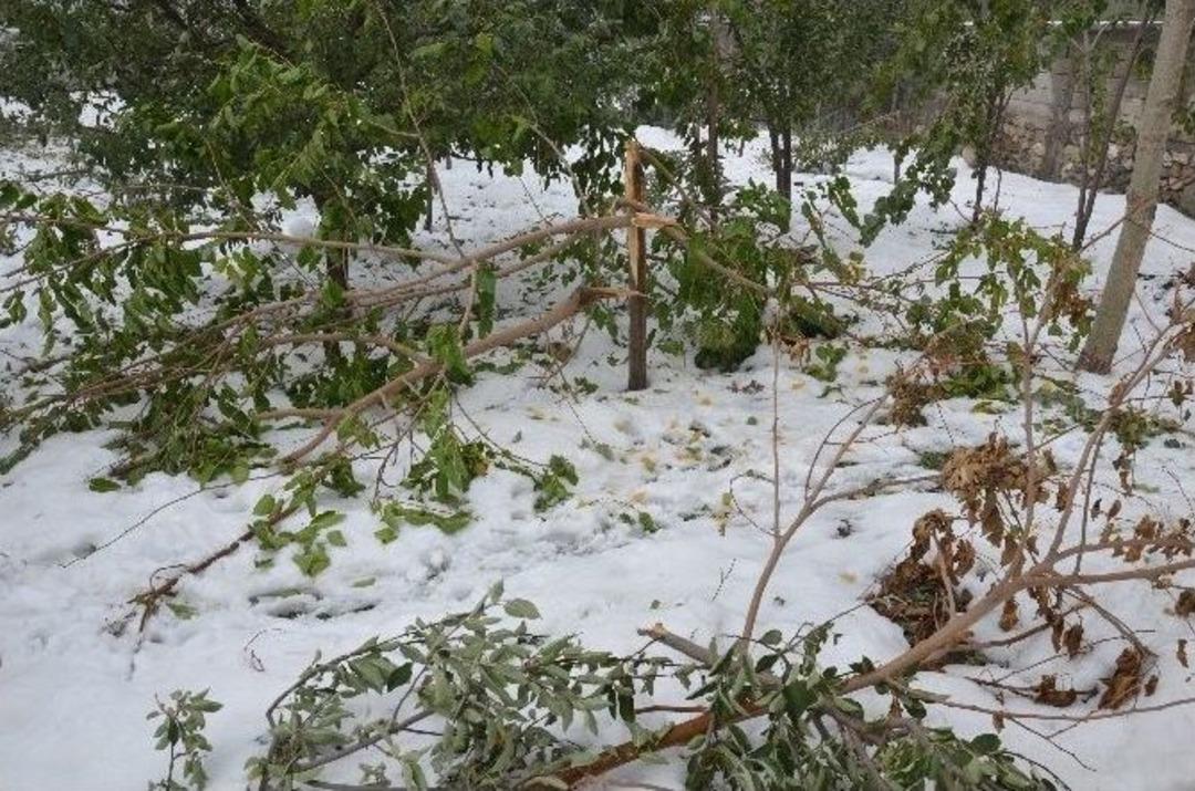 Kar Yağışı Meyve Ağa&ccedil;larını Vurdu