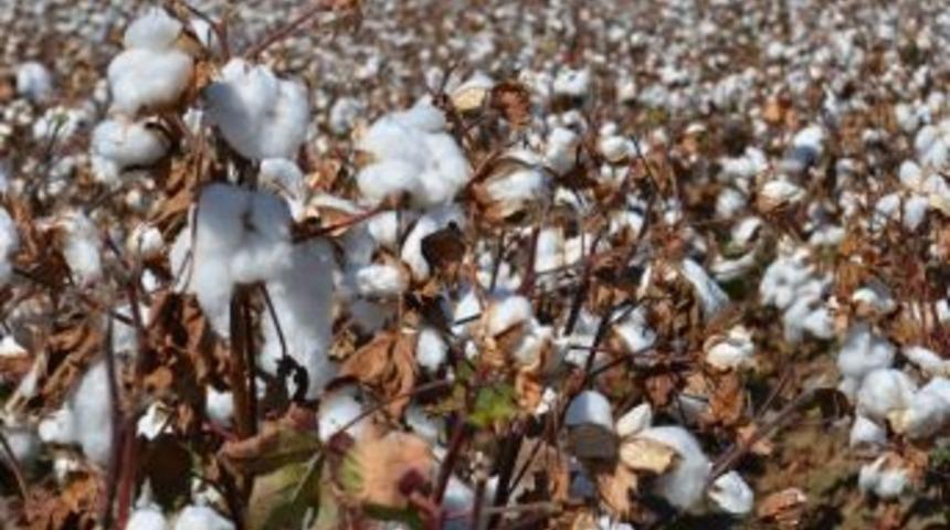 Pamukta Hasadın B&uuml;y&uuml;k B&ouml;l&uuml;m&uuml; Tamamlandı