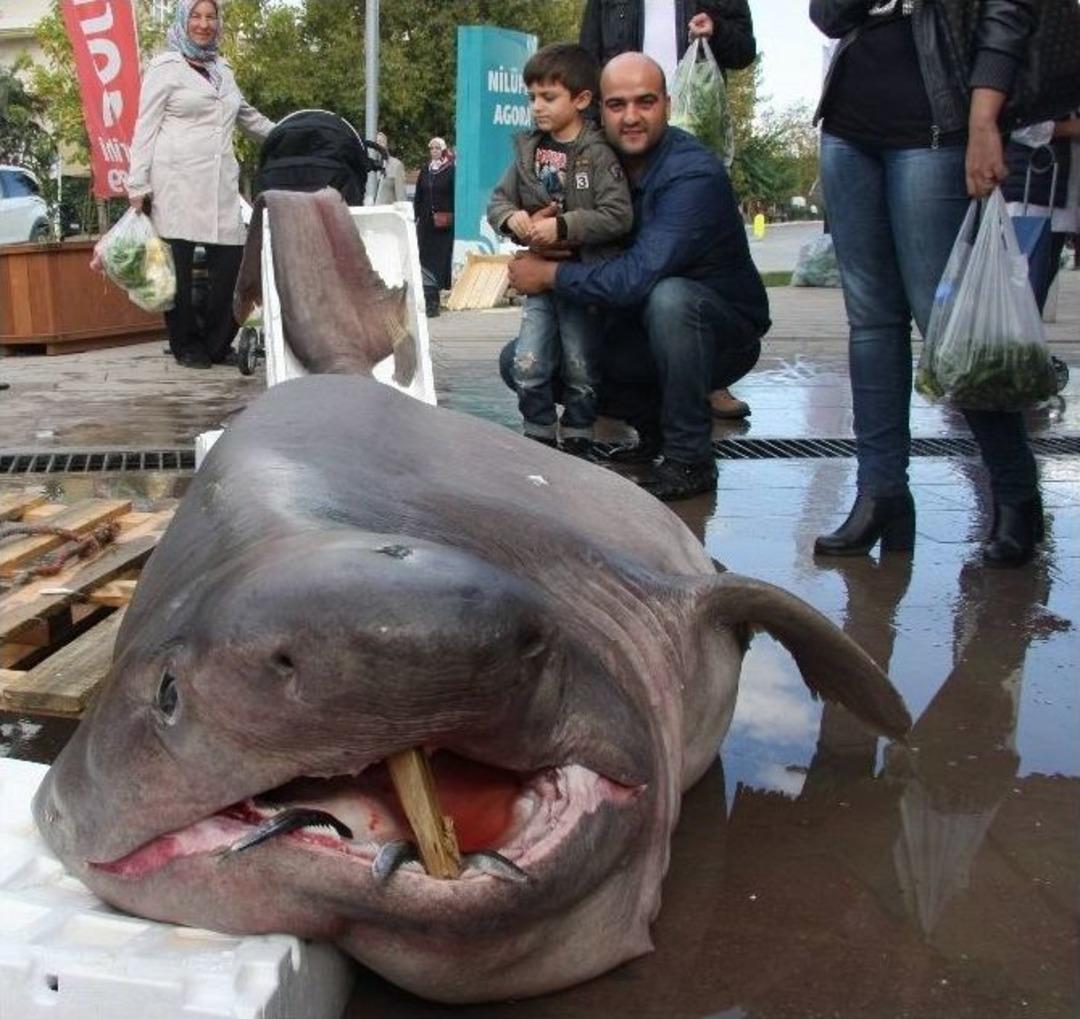 Bursa&rsquo;da Balık&ccedil;ıların Ağına 673 Kiloluk &rsquo;jaws&rsquo; Takıldı