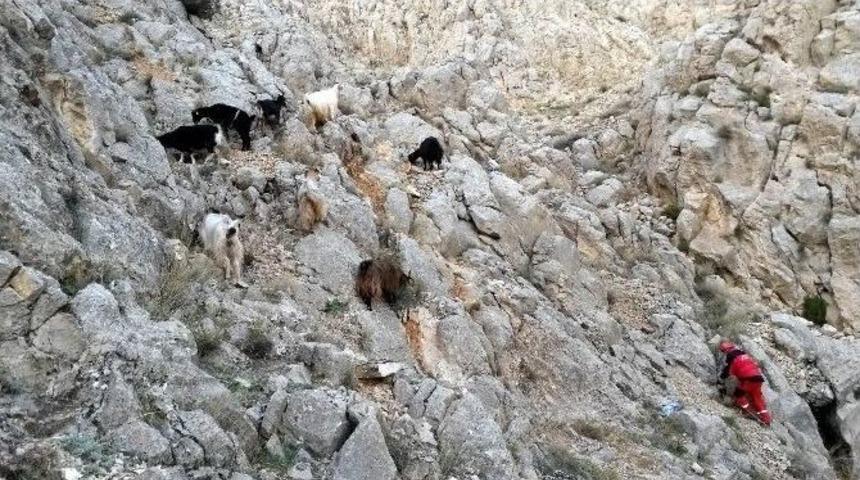 Sivas&rsquo;ta Ke&ccedil;i Kurtarma Operasyonu