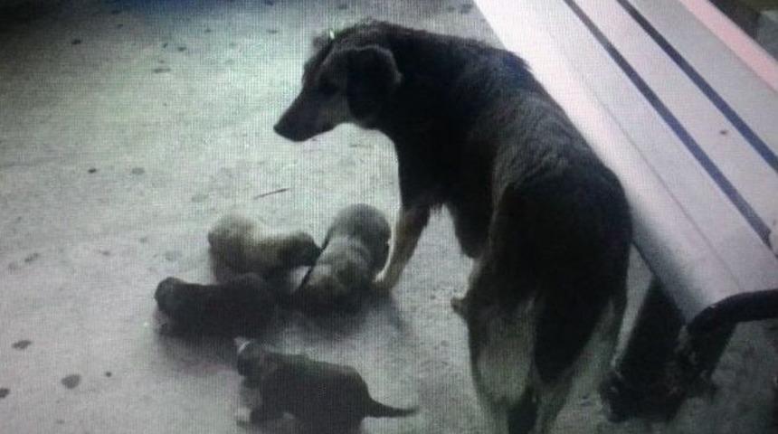 Mazgalda Sıkışan Yavru K&ouml;pekler Kurtarılana Kadar Anneleri Başında Bekledi