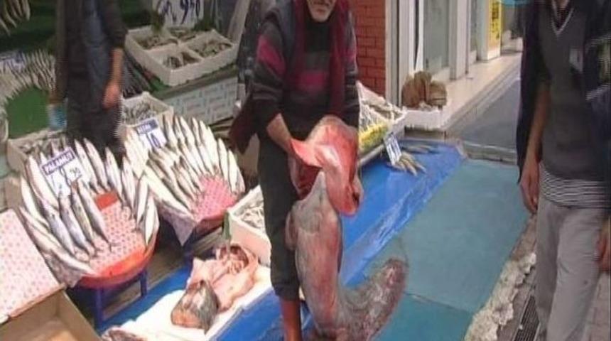 2 Metre Boyundaki Yayın Balığı G&ouml;renleri Şaşırttı