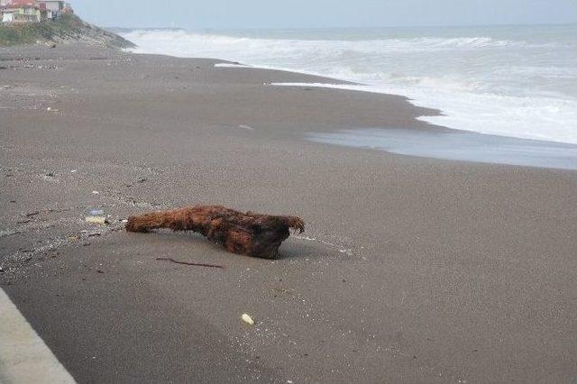 Karadeniz’de Dev Dalgalar Kıyıları Dövüyor