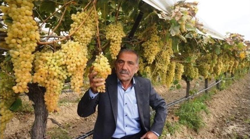 Sarıg&ouml;l Bağları B&uuml;y&uuml;k Soğukhava Deposunu Andırıyor