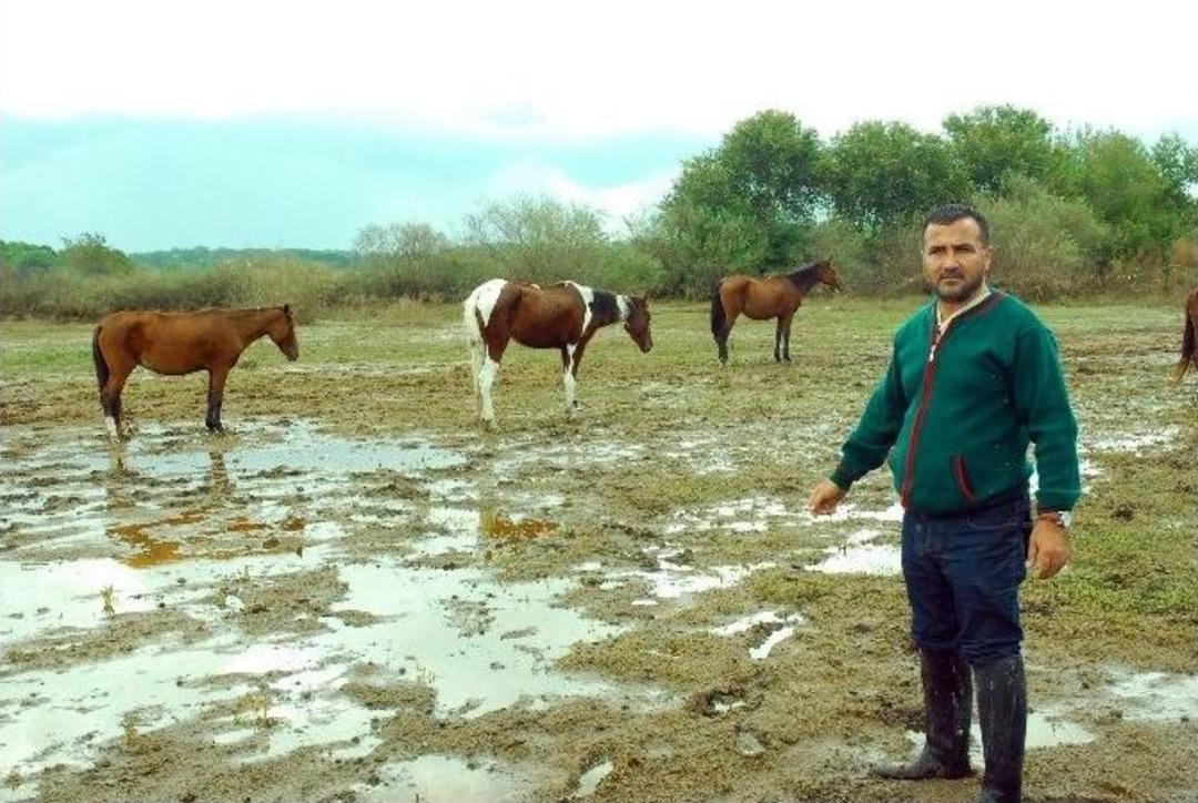 At &Ccedil;iftliğinde Korkun&ccedil; Manzara