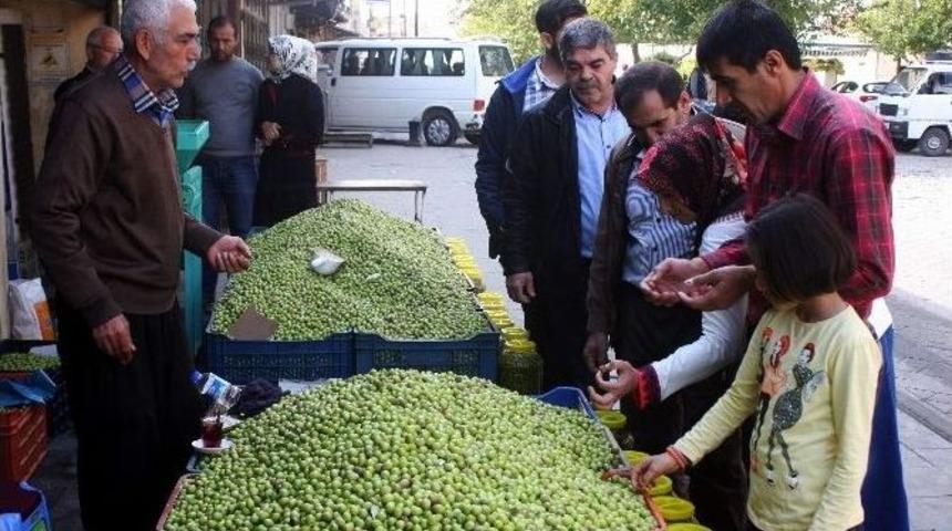 Yeşil Zeytin Tezgahtaki Yerini Aldı
