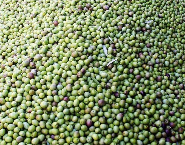 Yeşil Zeytin Tezgahtaki Yerini Aldı