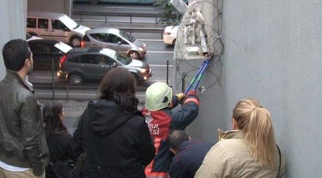 (özel Haber) Metrobüs Durağında Kedi Operasyonu