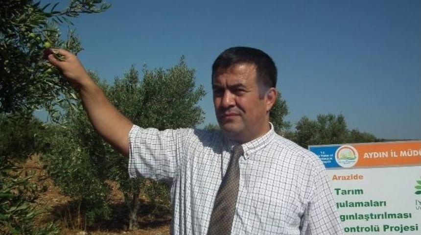 &Uuml;reticiler Zeytin Dal Kanserine Karşı Bilgilendiriliyor