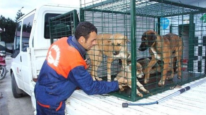 A&ccedil; Kalan Ayılar Sokak K&ouml;peklerine Saldırdı