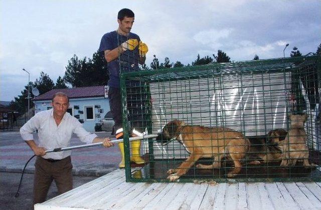 Aç Kalan Ayılar Sokak Köpeklerine Saldırdı