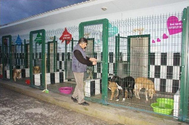 Aç Kalan Ayılar Sokak Köpeklerine Saldırdı