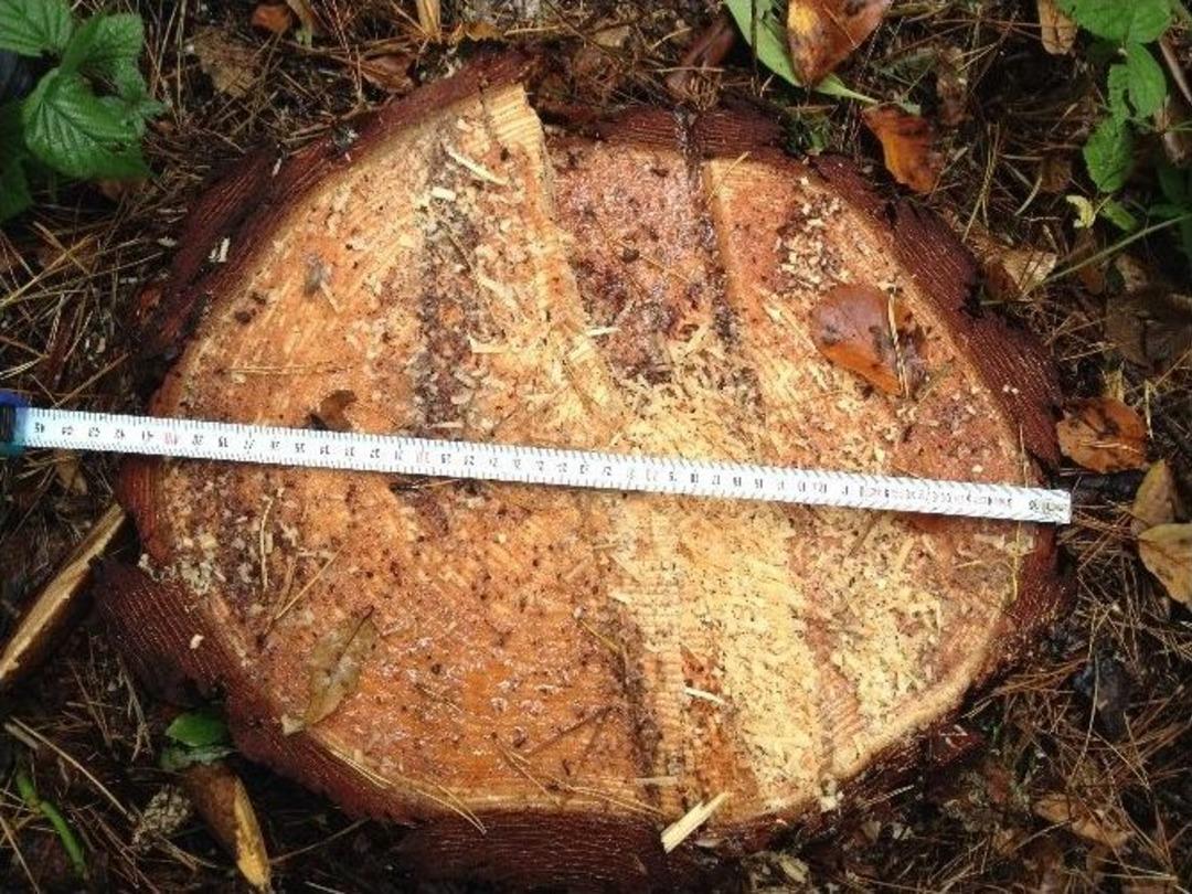 Kastamonu&rsquo;da Ka&ccedil;ak Kesime Ge&ccedil;it Yok