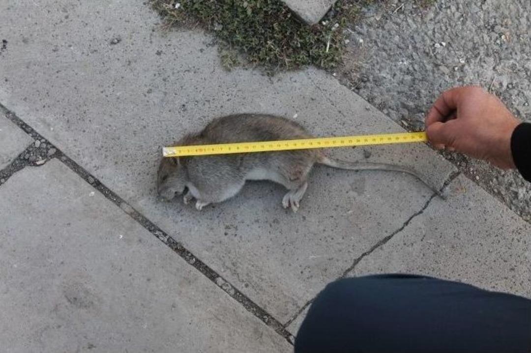 Cumhuriyet Mahallesi&rsquo;ni Lağım Fareleri İstila Etti