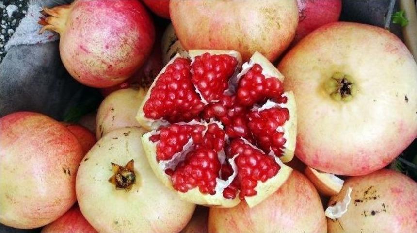 Tescilli Keben Narı Hasadı Başladı