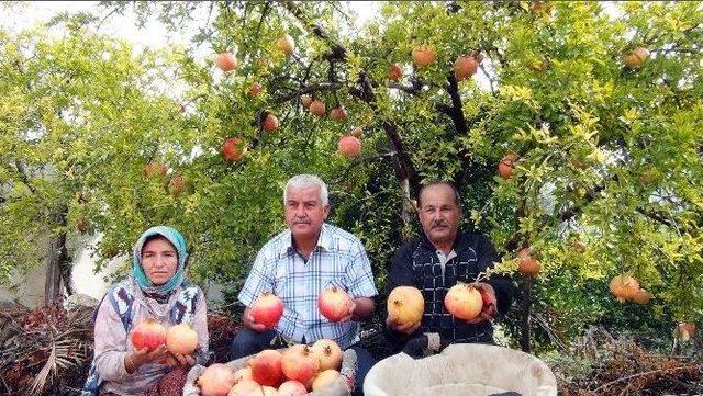 Tescilli Keben Narı Hasadı Başladı