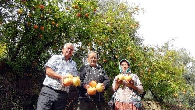 Tescilli Keben Narı Hasadı Başladı