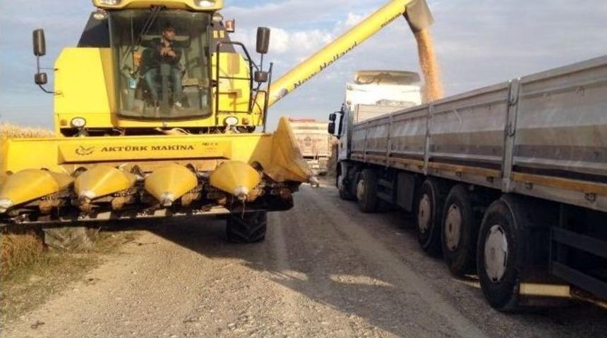 Mısır Hasadı Başladı