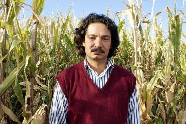 Mısır Hasadı Başladı 1