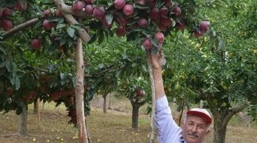 Darende&rsquo;de Kayası&rsquo;ya Alternatif Elmacılık Gelişiyor