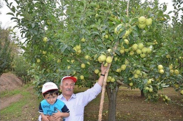 Darende’de Kayası’ya Alternatif Elmacılık Gelişiyor