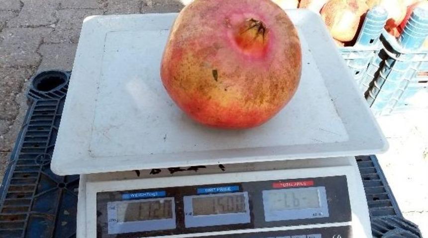 Kiloluk Narlar B&uuml;y&uuml;k İlgi G&ouml;r&uuml;yor