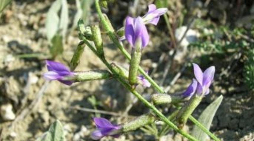 D&uuml;nyada Sadece Beypazarı&rsquo;nda Yetişiyor