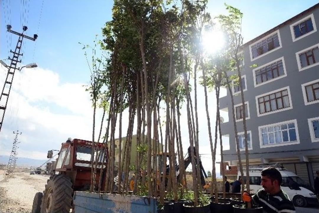 Diyadin&rsquo;de Fidan Dikim &Ccedil;alışmaları