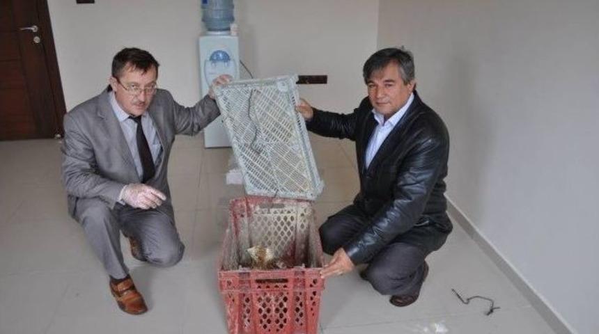 Yaralı Şahin İlk M&uuml;dahalenin Ardından Milli Parklar Şube M&uuml;d&uuml;rl&uuml;ğ&uuml; Teslim Edildi