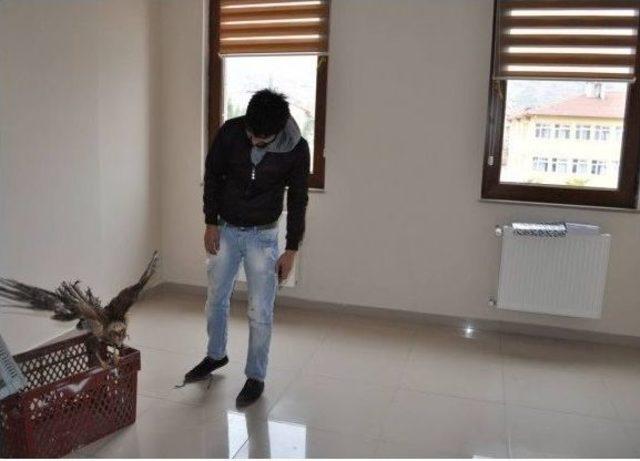 Yaralı Şahin İlk M&uuml;dahalenin Ardından Milli Parklar Şube M&uuml;d&uuml;rl&uuml;ğ&uuml; Teslim Edildi 1