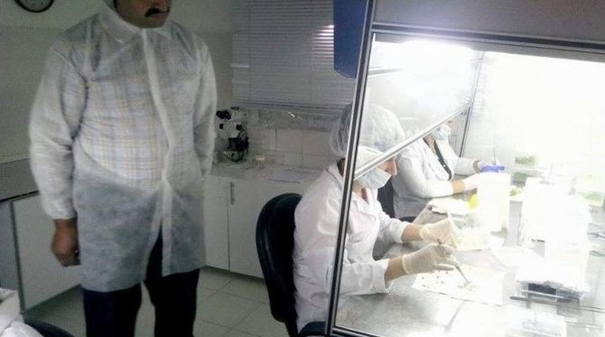 Siirt&rsquo;te Fıstık&ccedil;ılıkta Yeni Y&ouml;ntemler Uygulanacak