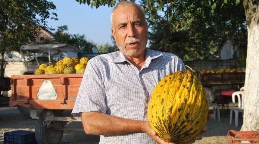 Ko&ccedil;arlılı Kavuncular &Ccedil;engel Tatarı&rsquo;na Geri D&ouml;n&uuml;yor