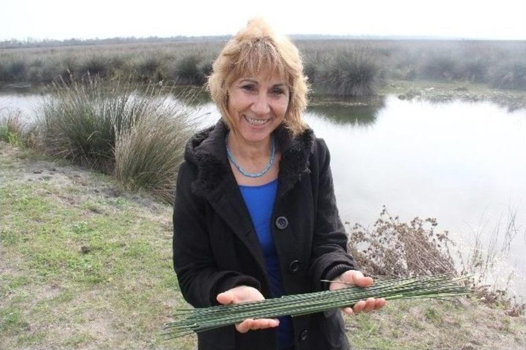 T&uuml;rkiye&rsquo;nin Kaba Yem Sorunu &lsquo;juncus Acutus&rsquo; İle &Ccedil;&ouml;z&uuml;lecek