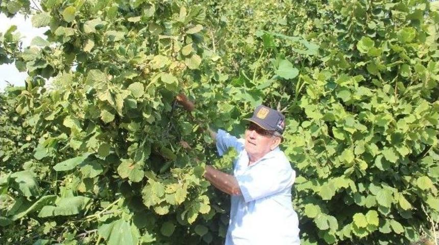 Beyşehir&rsquo;de Fındık &Uuml;retimi Yaygınlaşıyor