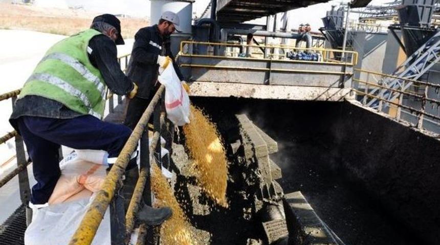 Ankara&rsquo;da 2 Ton Bozulmuş Mısır İmha Edildi