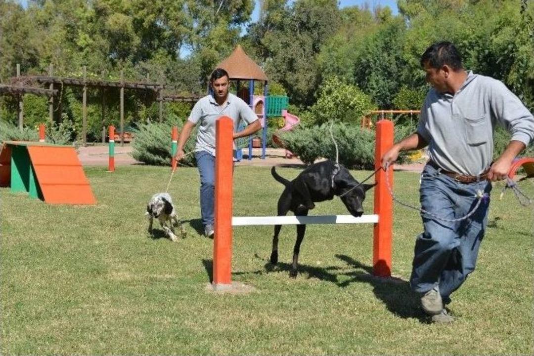 Konyaaltı&rsquo;nda Sokak K&ouml;pekleri İ&ccedil;in Eğitim Parkuru