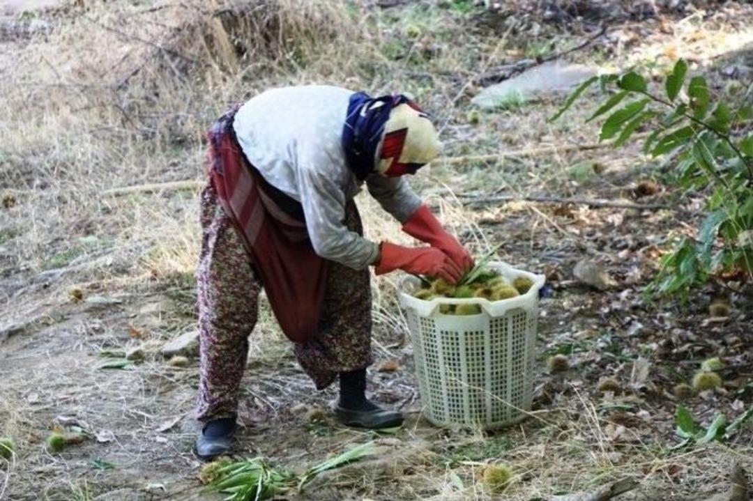 Sarıg&ouml;l&rsquo;de Kestane Hasadına Başlandı