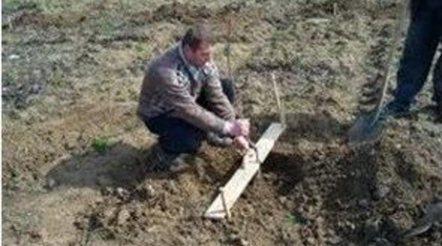 Bilecik&rsquo;te Aşılı Ceviz Fidanları Yetiştiriciler İle Buluşacak